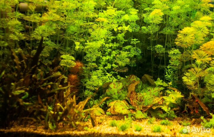 Аквариумные растения