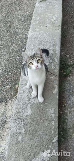 Уличному малышу нужен дом