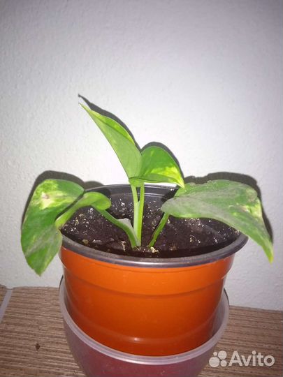 Эпипремнум