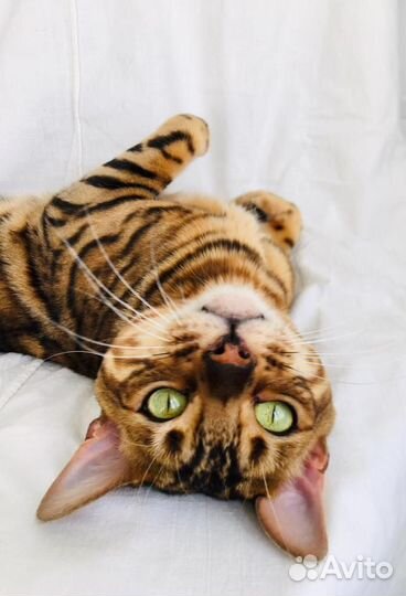 Красавец кот Кирюша для вязки