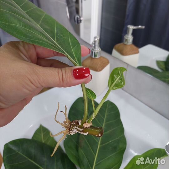Фикус альтиссима Бенгальский тигр