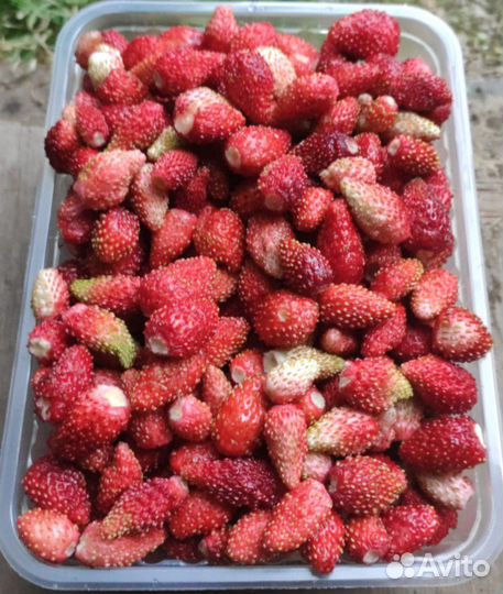 Ягоды земляники