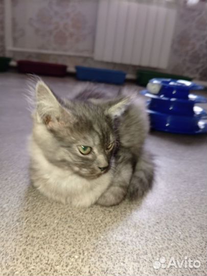 Котенок в дар бесплатно