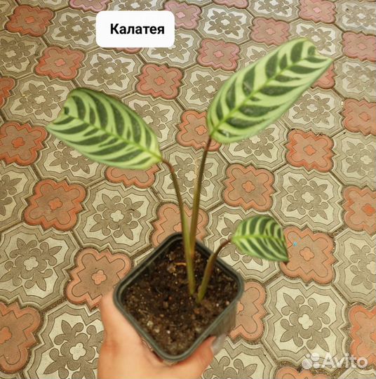 Замиокулькас черный равен