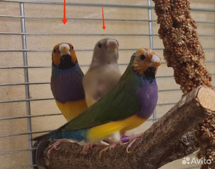 Амадины Гульда самцы