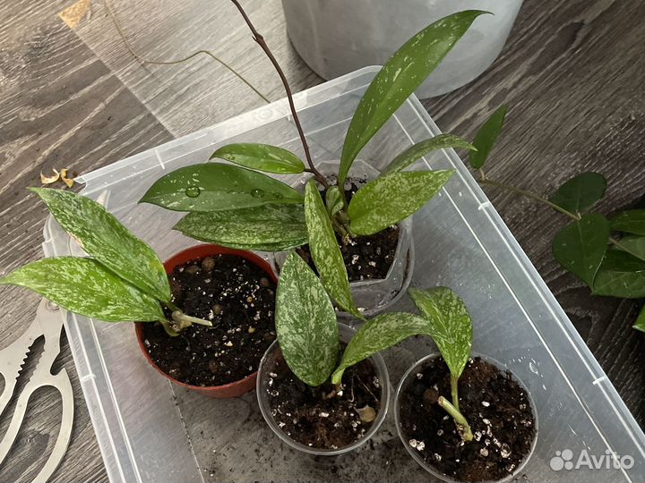 Хойя разные