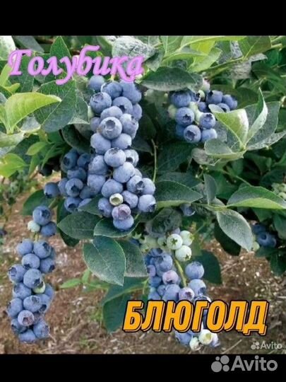 Саженцы ягодных культур