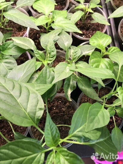 Рассада перца острого