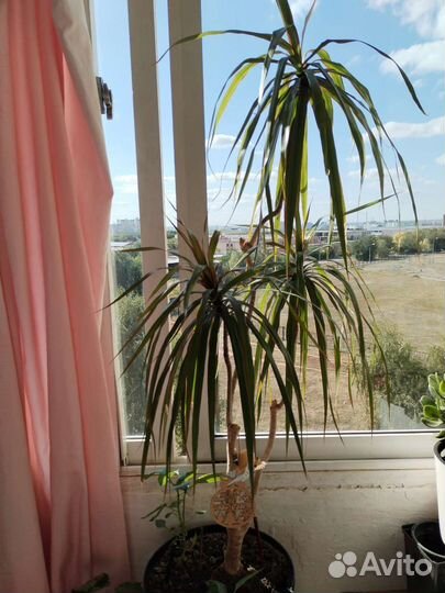 Пальма драцена