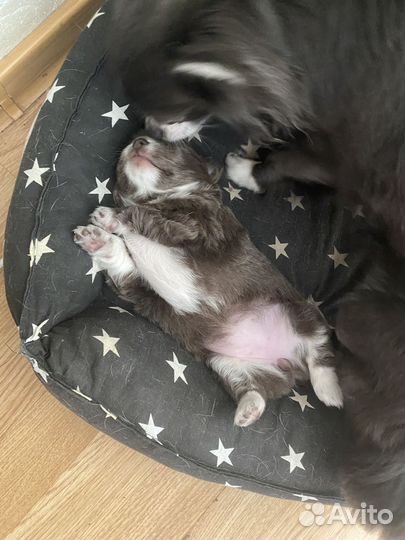 Щенок чихуахуа девочка