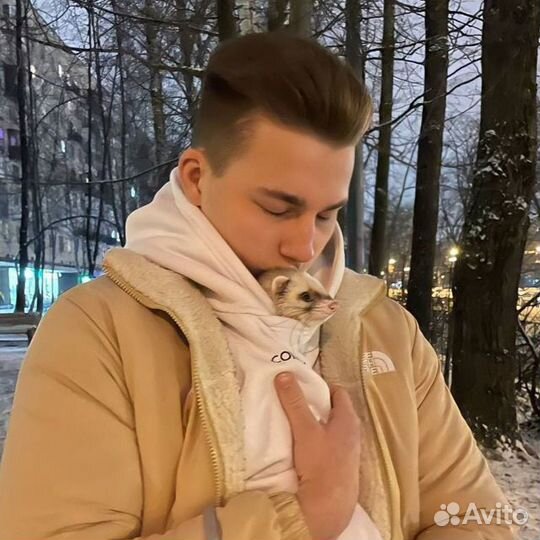 Хорьки с клеткой