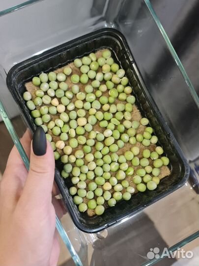 Набор для выращивания микрозелени