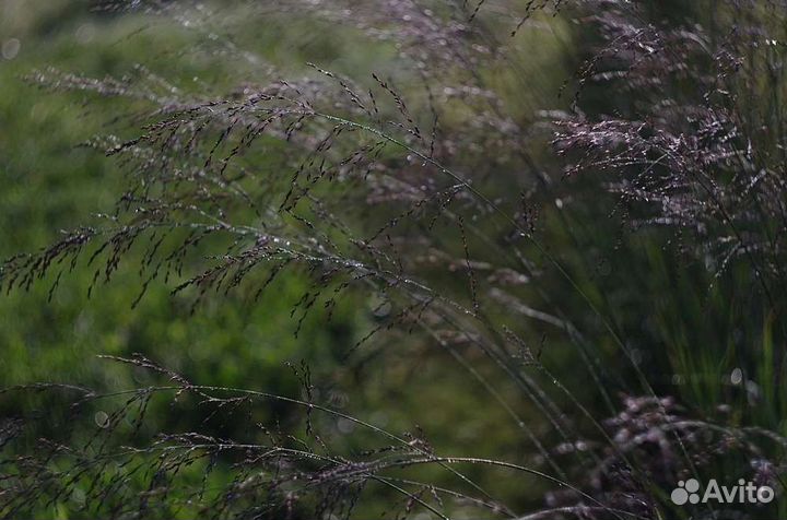 Растения для сада, злаки