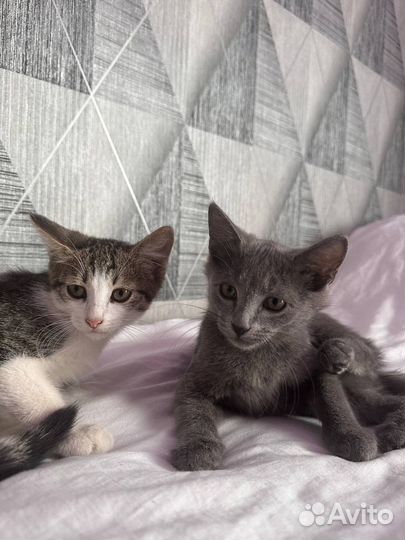 Котята в добрые руки бесплатно