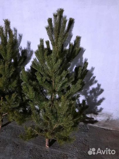 Сосна новогодняя