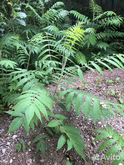 Сумах саженцы