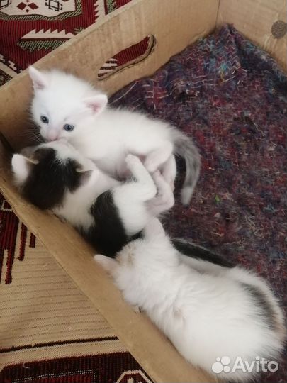 Котята в добрые руки