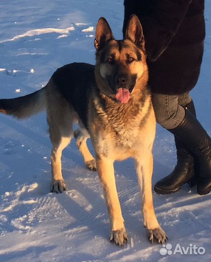 Вео кобель вязка