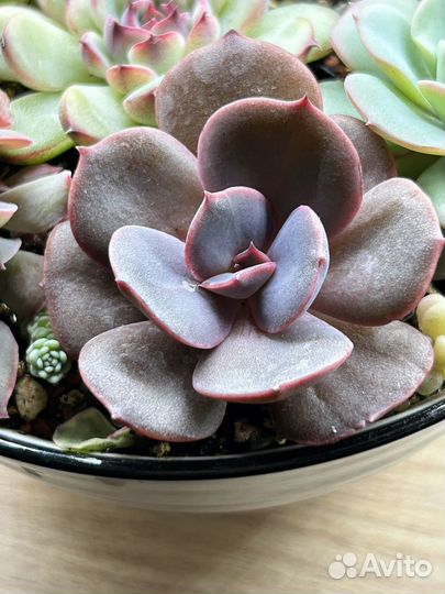 Домашние суккуленты