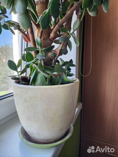 Толстянка, денежное дерево