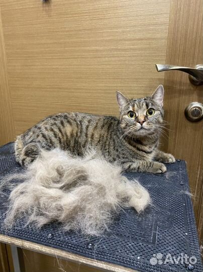 Стрижка собак и кошек / Косметика для собак