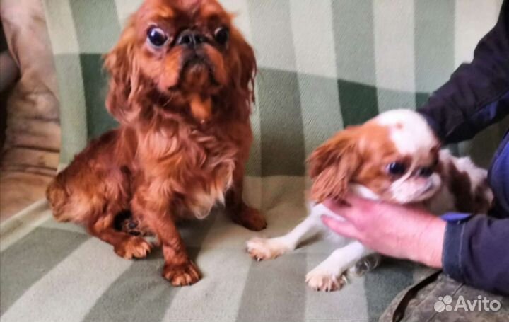 Щенки Кинг чарльз спаниель