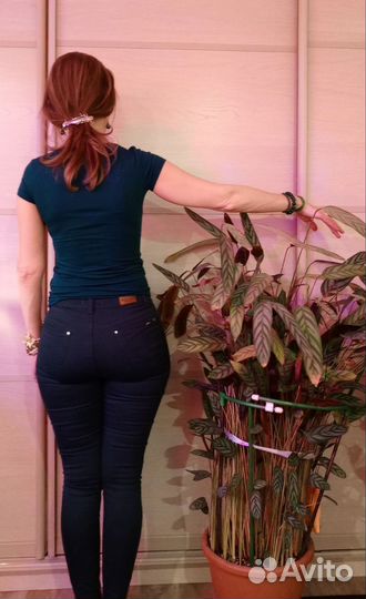 Калатея ктенанта