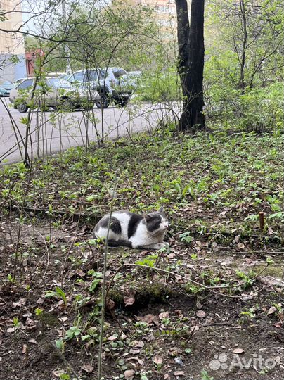 Домашние животные кошки