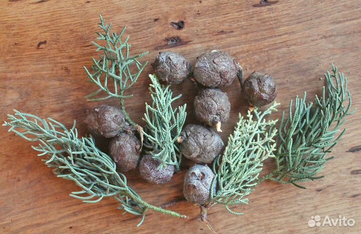 Кипарис Аризонский, семена