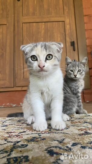 Кошечка в добрые руки