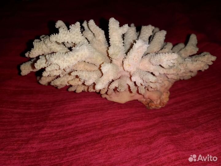 Натуральный коралл