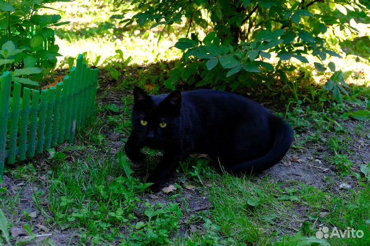 Молодой бомбейский кот ищет дом