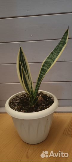 Сансевиерия
