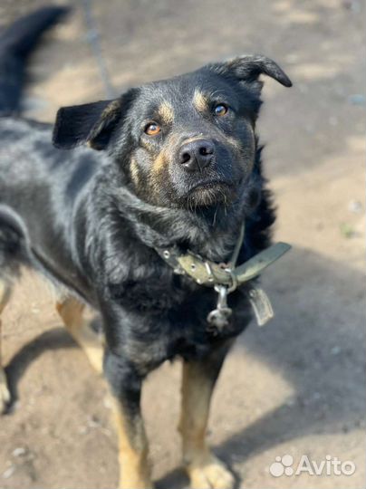 Молодой кобелек