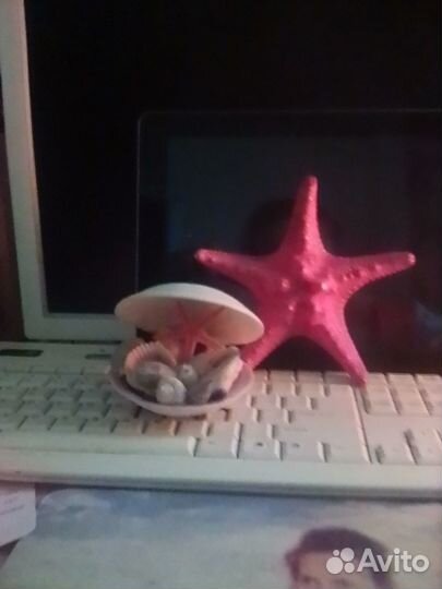 Композиция из ракушек и морская звезда продаются