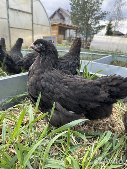 Цыплята, молодняк-маран, павловские зол.,голошейки