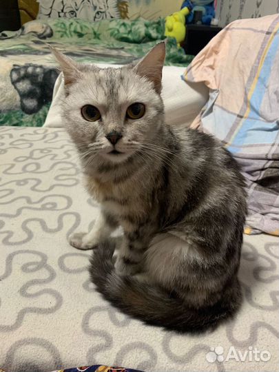 Британский котенок