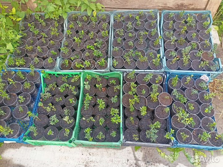 Саженцы самшита