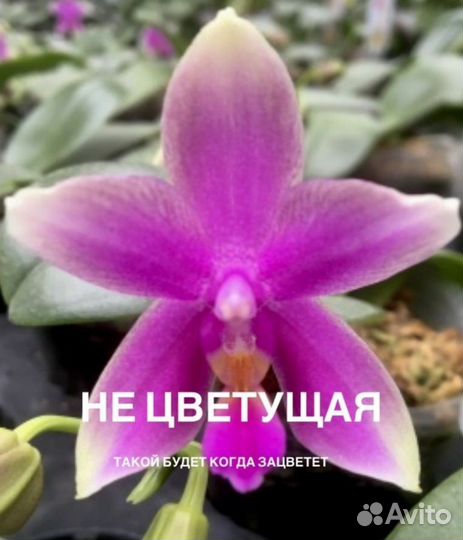 Ароматные Кантри, Ламбада, Любовное зелье