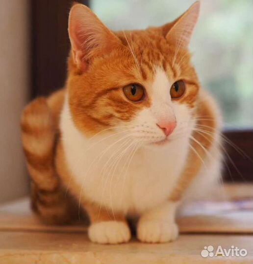 Солнечные котики в добрые руки