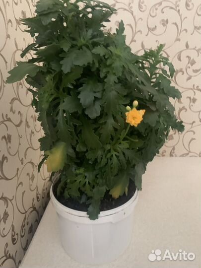 Большие цветы в горшках