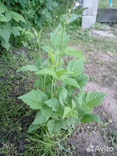 Саженцы малины крупной сортовой