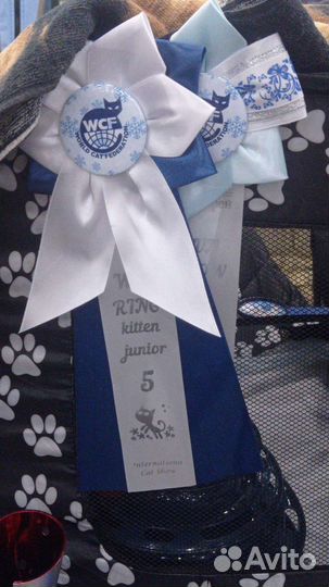 Меконгский бобтейл