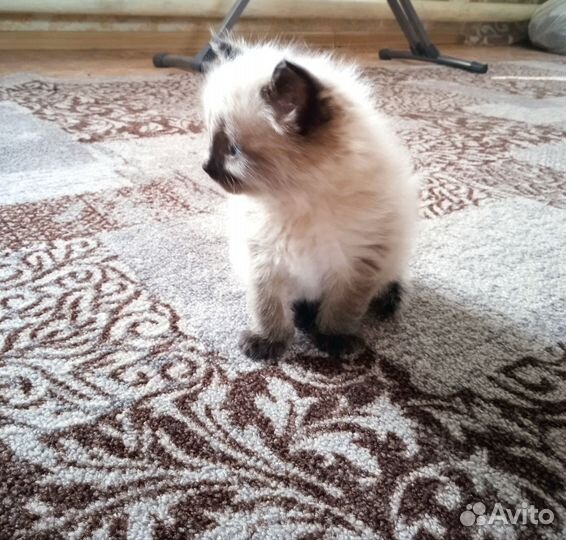 Сиамский котенок
