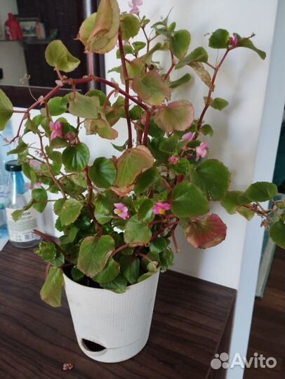 Бегония вечноцветущая