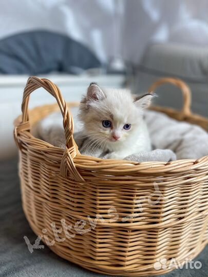 Котята породы регдолл (мальчики)