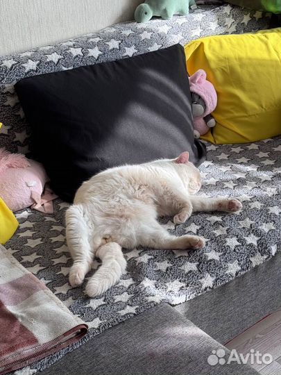 Шотландский кот вязка