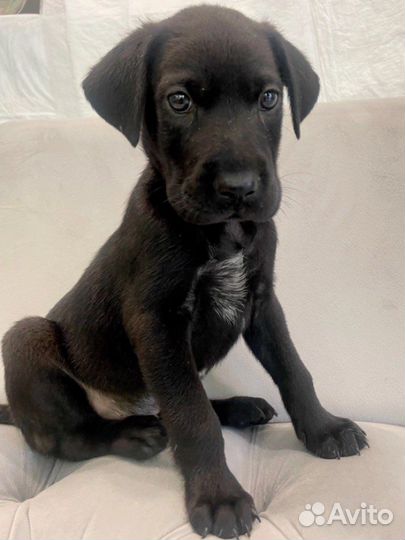 Щенок метис. Собаки приют лазаревское