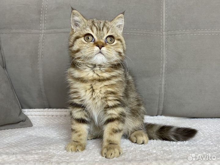 Британские котята