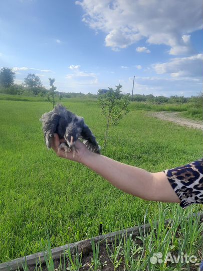 Куры цыплята доминанты